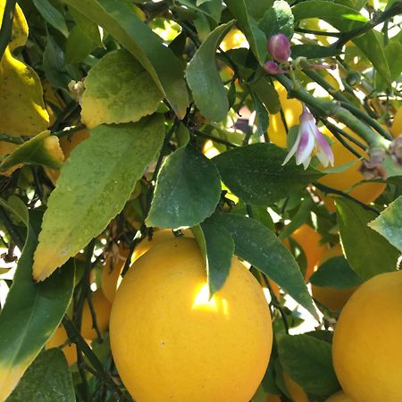 Hotel Lemon Tree Donji Seget Exterior foto